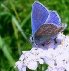 Counseling and Psychotherapy Services for the North Shore and Chicago